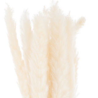 White Pampas Grass