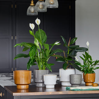 Aries Glazed handles planter White