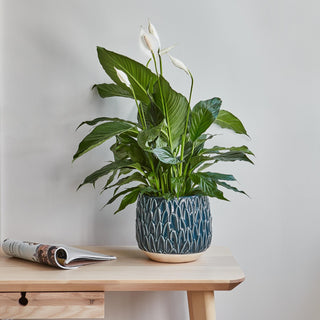 Arles Leaf Embossed Teal Planter