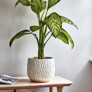 Arles Leaf Embossed White Planter