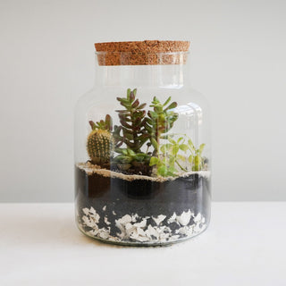 Bottle Shape Medium Terrarium DIY Kit