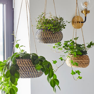 Hanging Seagrass Planter Set