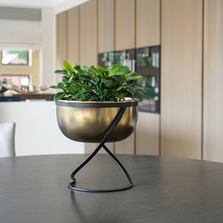 Solara Brass Round Planter