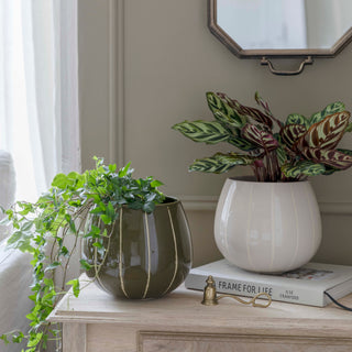 Folium Cream Wax Relief Planter