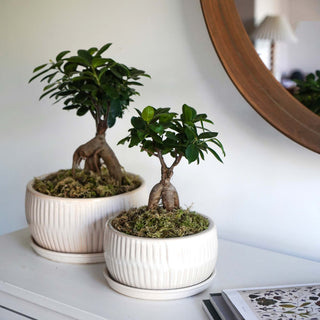 White Round Bonsai Planter Set of 2